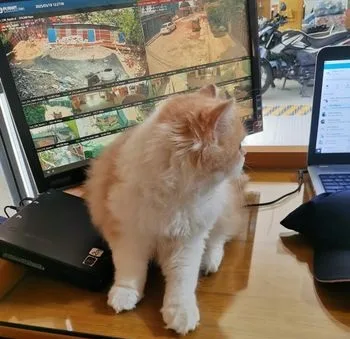 Male Kitten