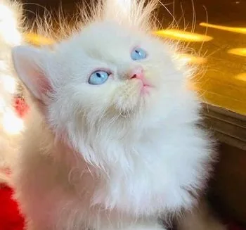 Traditional Persian Kitten