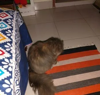 পার্সিয়ান মেল ফিমেল,