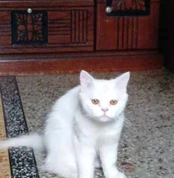 পার্শিয়ান ক্যাট
