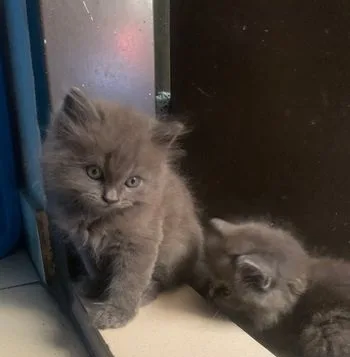 পার্শিয়ান বিড়াল