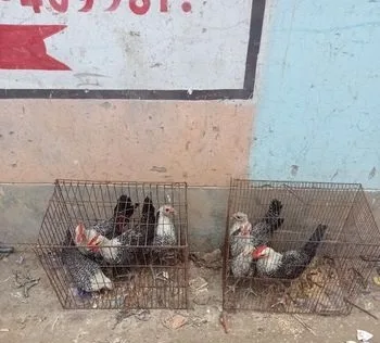 ফাউমি মুরগির বাচ্চা