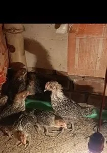 ফাউমি মুরগির বাচ্চা