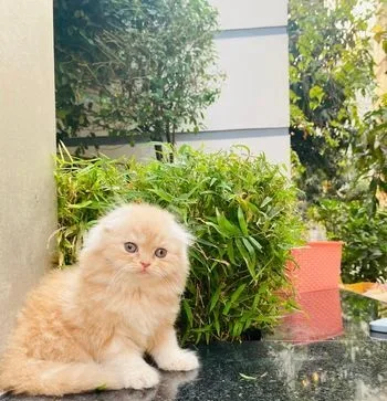 Kitten