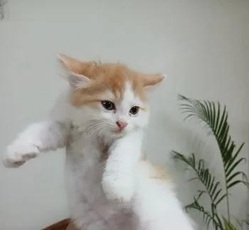 cat male female