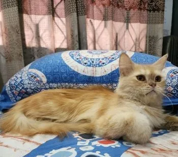 Persian Cat