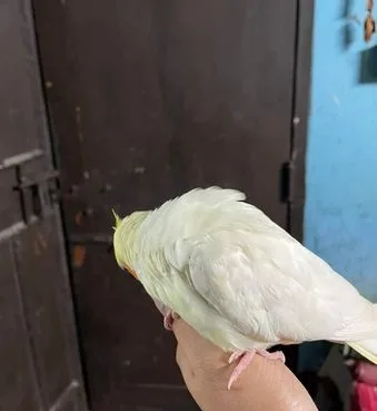 ককাটেল