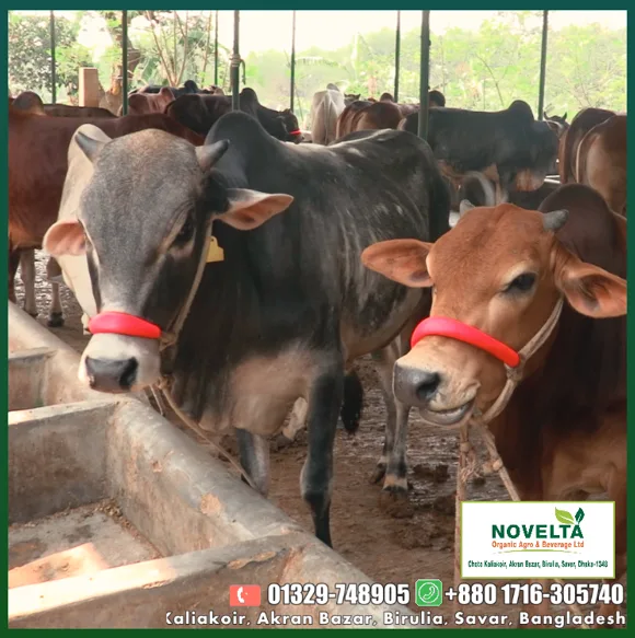 For an Accepted Qurbani – Choose Wisely