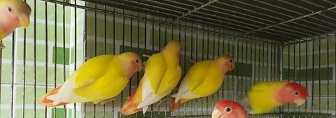 Red Head Lutino Opaline