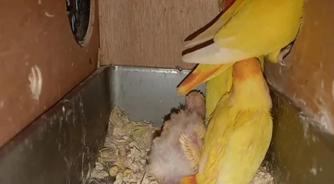 Love Bird