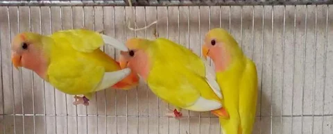 Love Bird