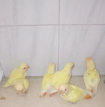 Love Bird Tame