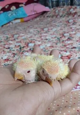 Love Bird Tame Size