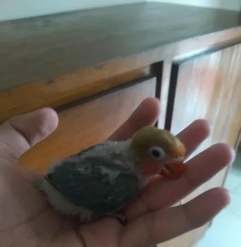 tame size love bird baby