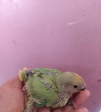 Love Bird Tame Size Baby