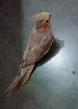 ককাটেল পাখি
