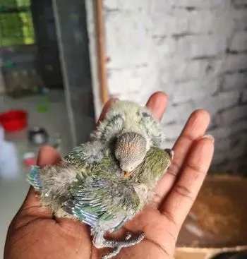 লাভ বার্ড ও ককাটেল