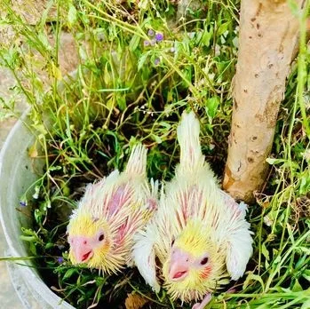লুটিনো ককাটেল বেবি