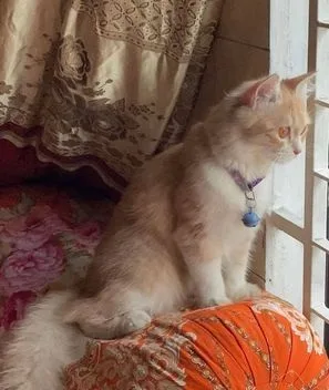 Persian cat Female
