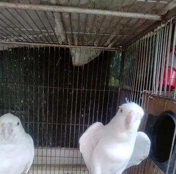 রেড আই এলবিনো ককাটেল