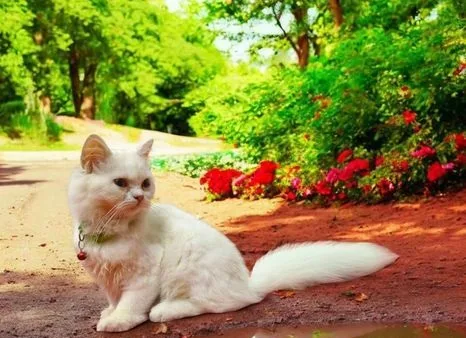 pure persian female