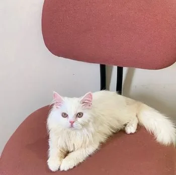 Traditional Persian Cat Female Kitten