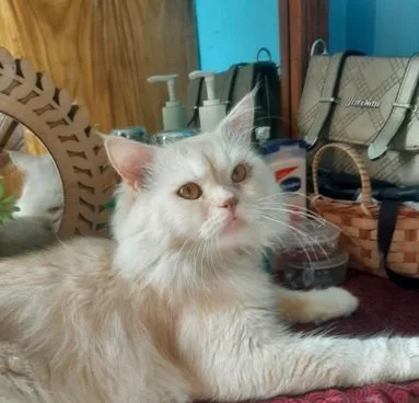Traditional Persian Cat