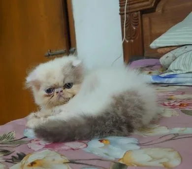 Exotic male cat