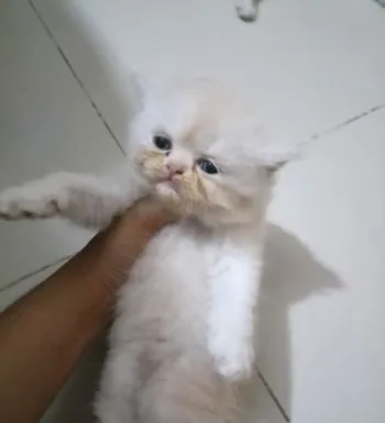Parsian Exotic Male Kittens