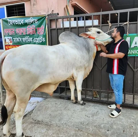 King Size Cow