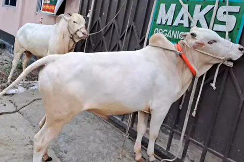 Hasha Pair for Qurbani