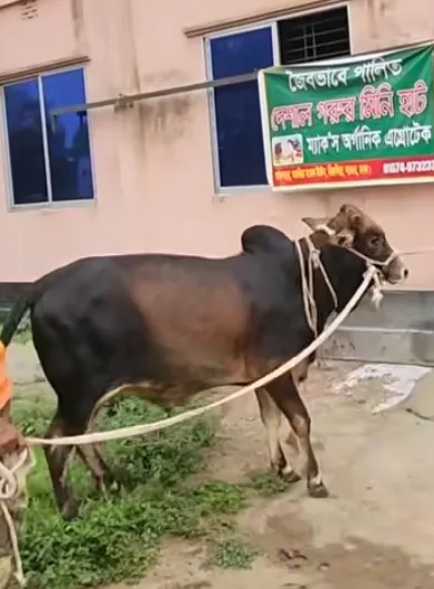 Black Shining Cow