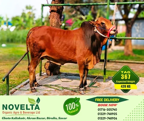 420 KG Weighted Qurbani Cow-Tag 367
