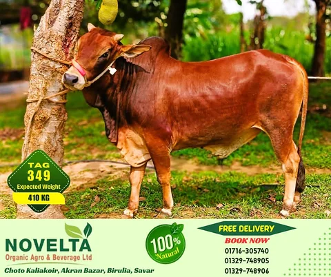 410 KG Weighted Qurbani Cow-Tag 349