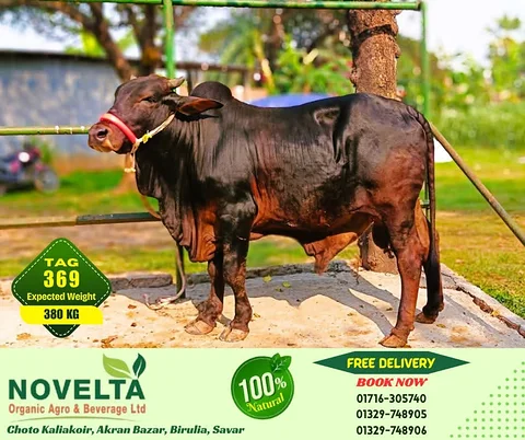 380 KG Weighted Qurbani Cow-Tag 369