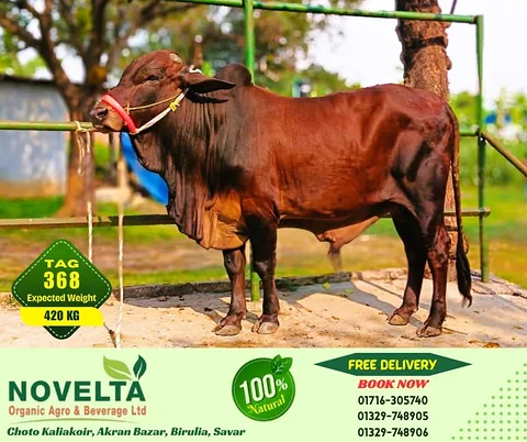 420 KG Weighted Qurbani Cow-Tag 368