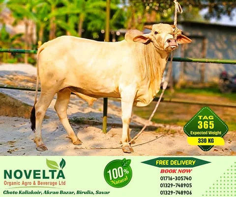 330 KG Weighted Qurbani Cow-Tag 365