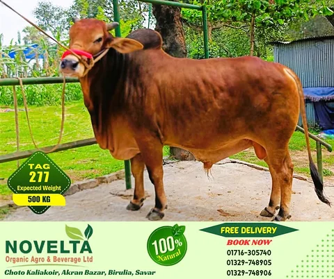 500 KG Weighted Qurbani Cow-Tag 277