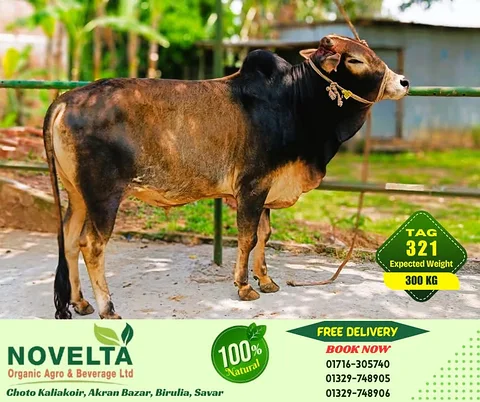 300 KG Weighted Qurbani Cow-Tag 321