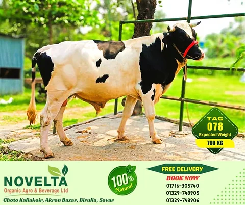 700 KG Weighted Qurbani Cow-Tag 078