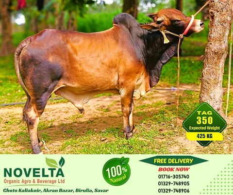 425 KG Weighted Qurbani Cow-Tag 350