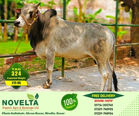 275 KG Weighted Qurbani Cow-Tag 324