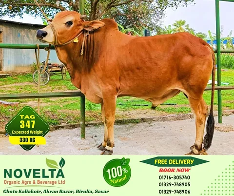 330 KG Weighted Qurbani Cow-Tag 347