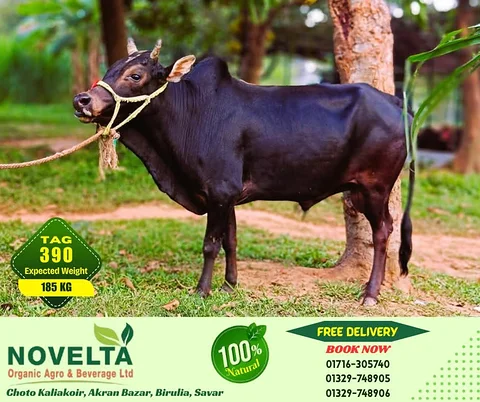 185 KG Weighted Qurbani Cow-Tag 390
