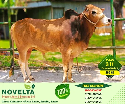 260 KG Weighted Qurbani Cow-Tag 311