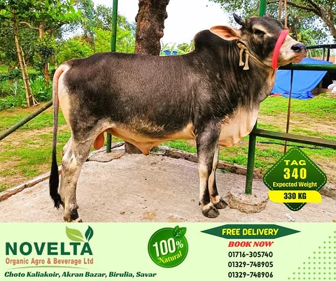 330 KG Weighted Qurbani Cow-Tag 340