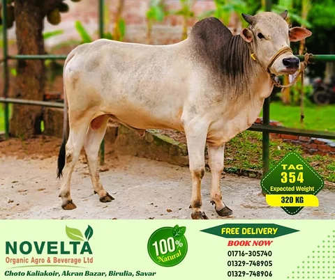 320 KG Weighted Qurbani Cow-Tag 354