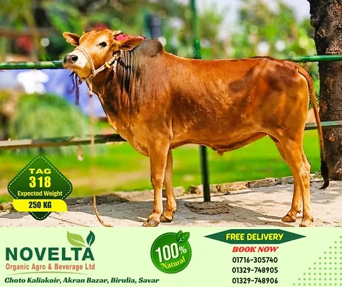 250 KG Weighted Qurbani Cow-Tag 318