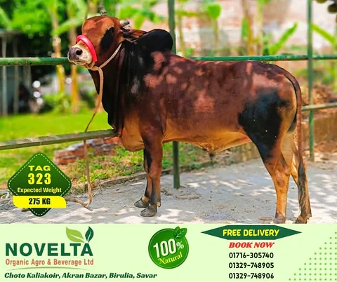 275 KG Weighted Qurbani Cow-Tag 323