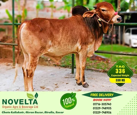 330 KG Weighted Qurbani Cow-Tag 336